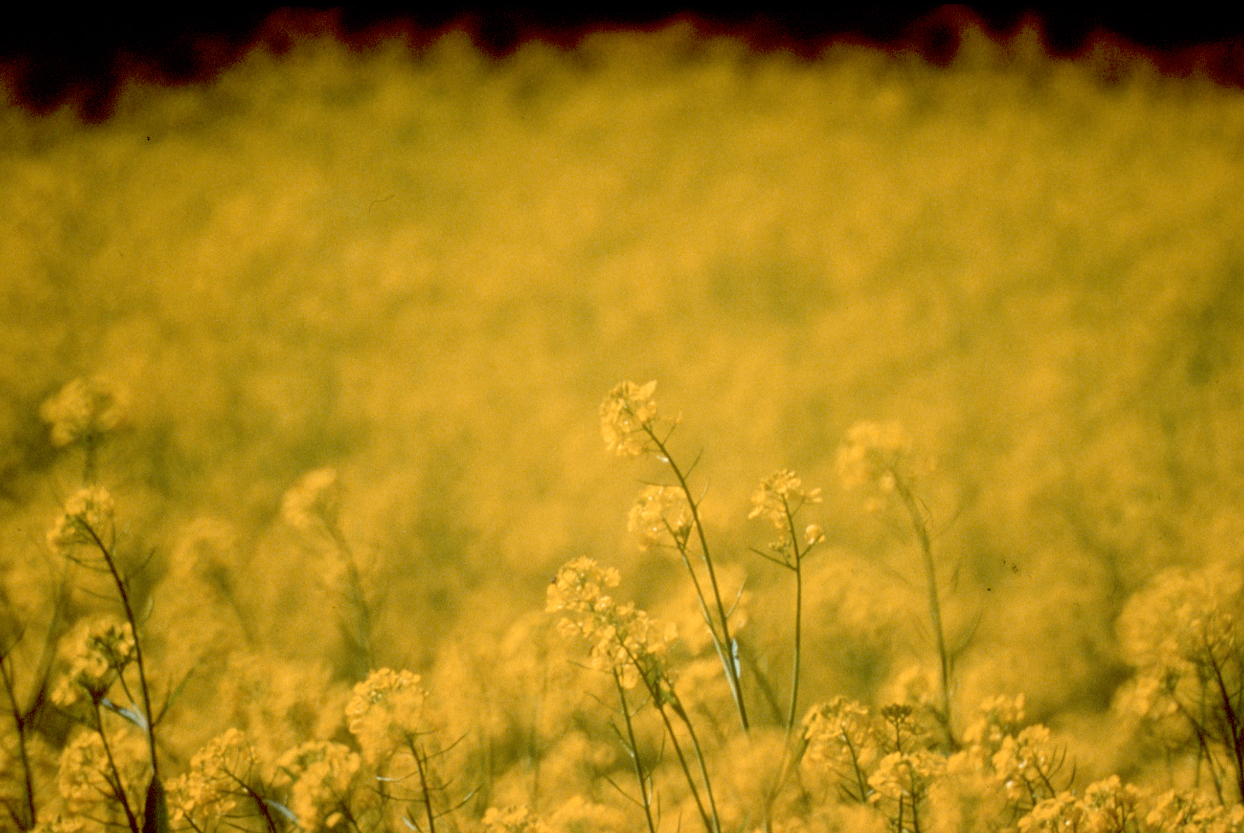 Canola crop in Australia representing large-scale agricultural export capacity