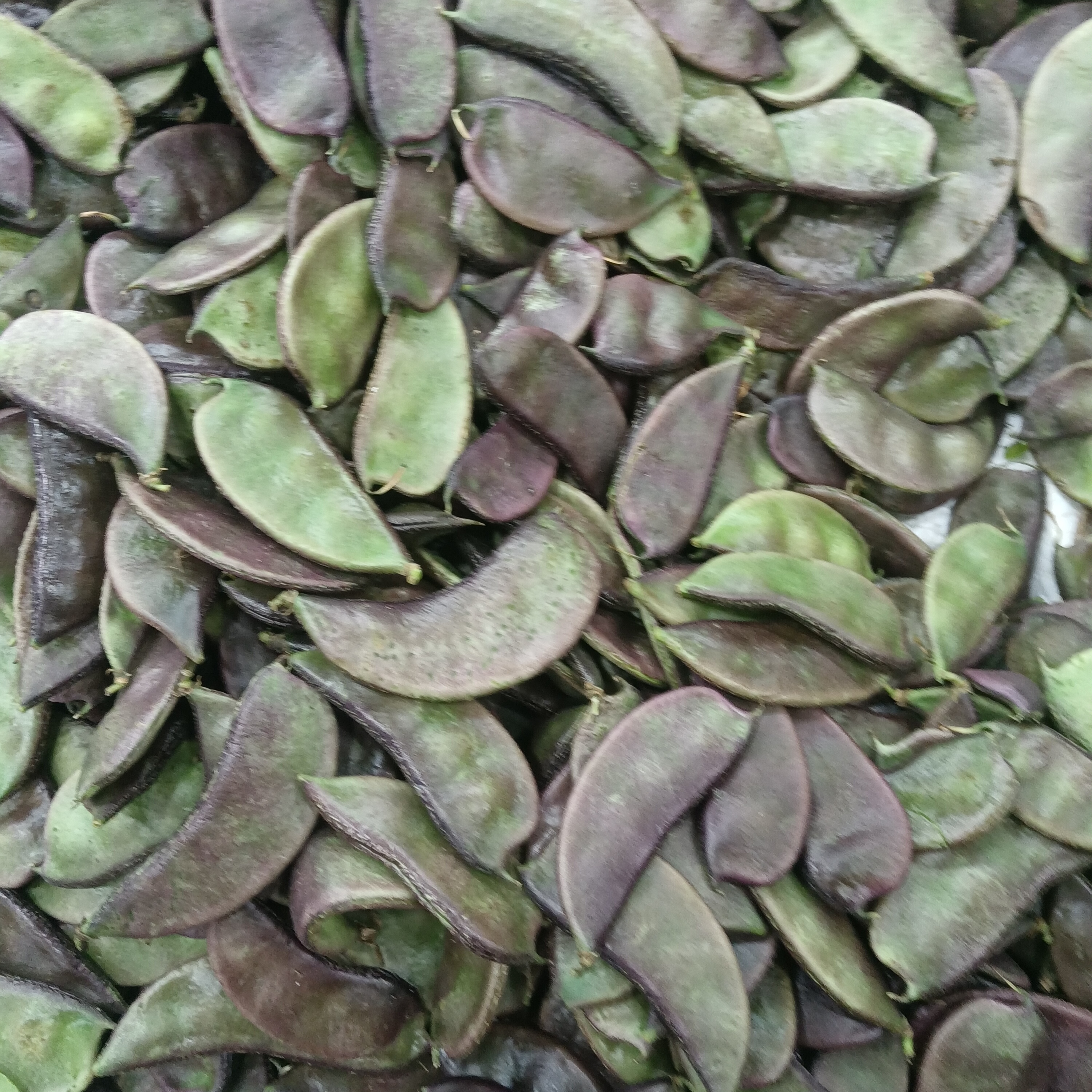 Bulk lentils representing imported essential commodities sourced from Australia
