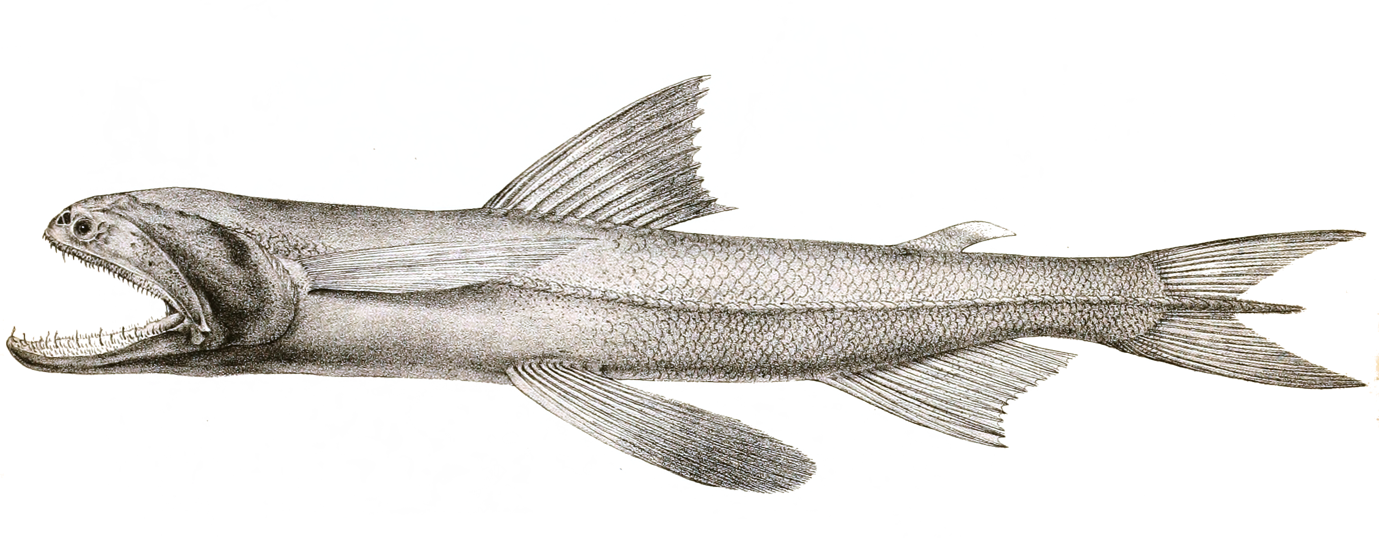 Bombay duck fish specimen, known locally as Loittya