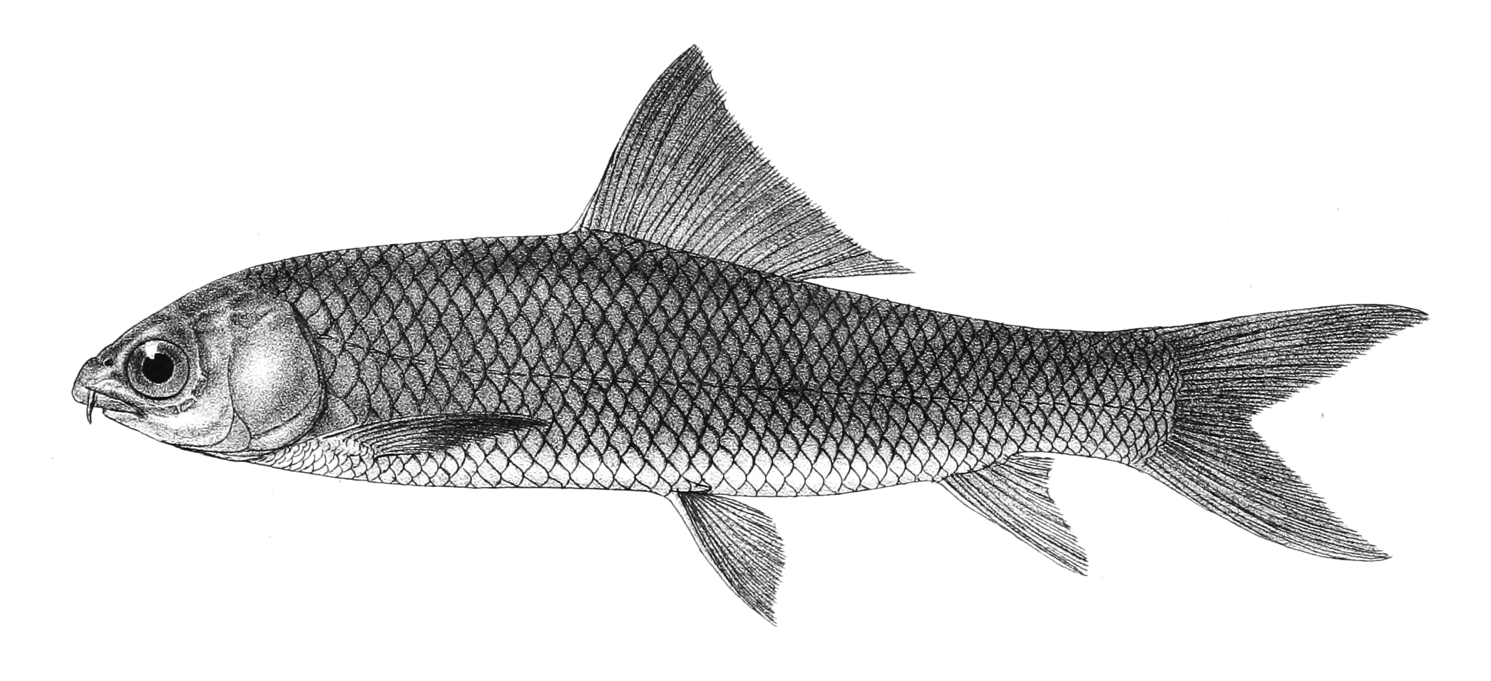 Mrigal carp shown whole in side profile