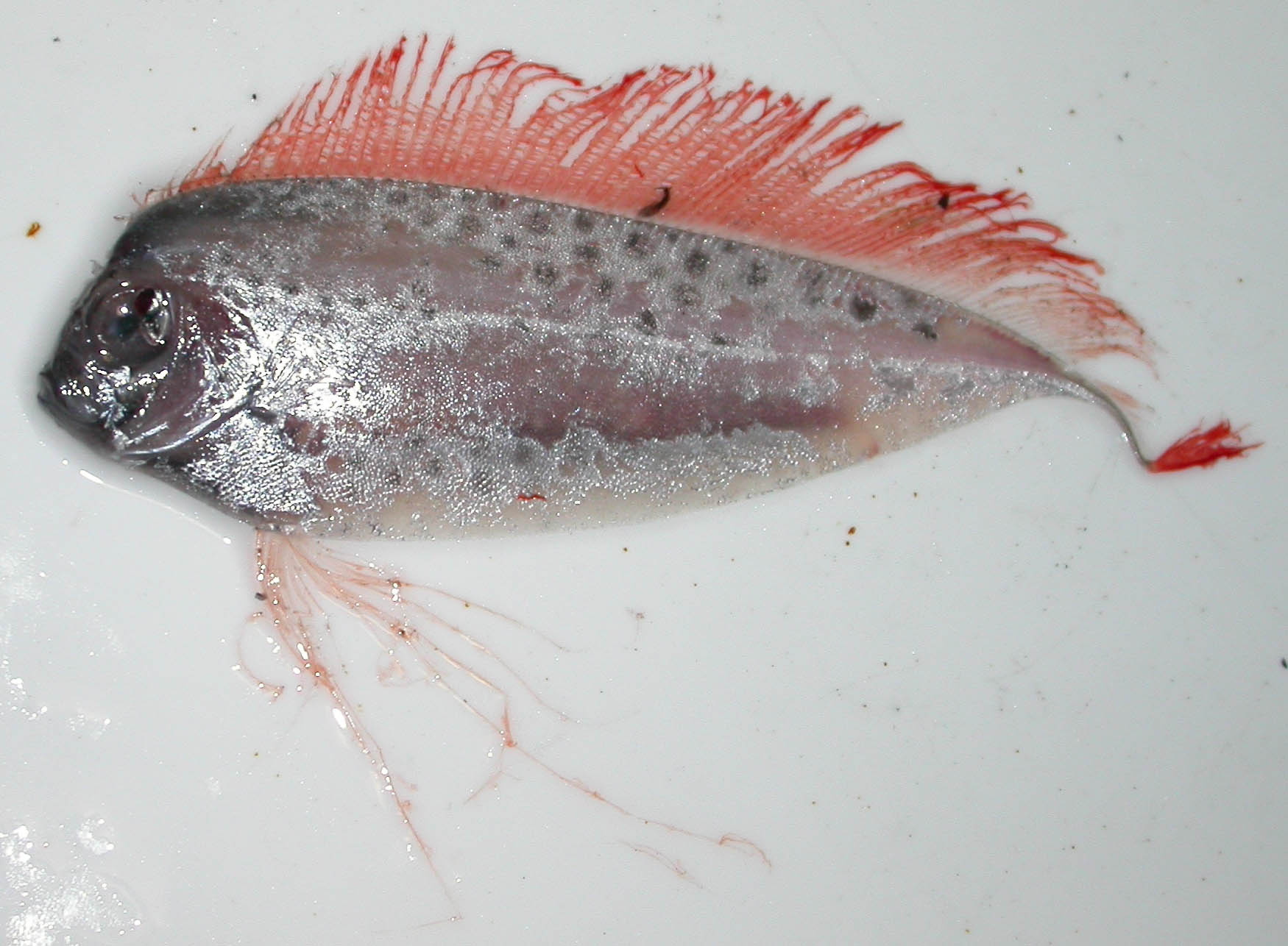 Long silver ribbonfish photographed in profile