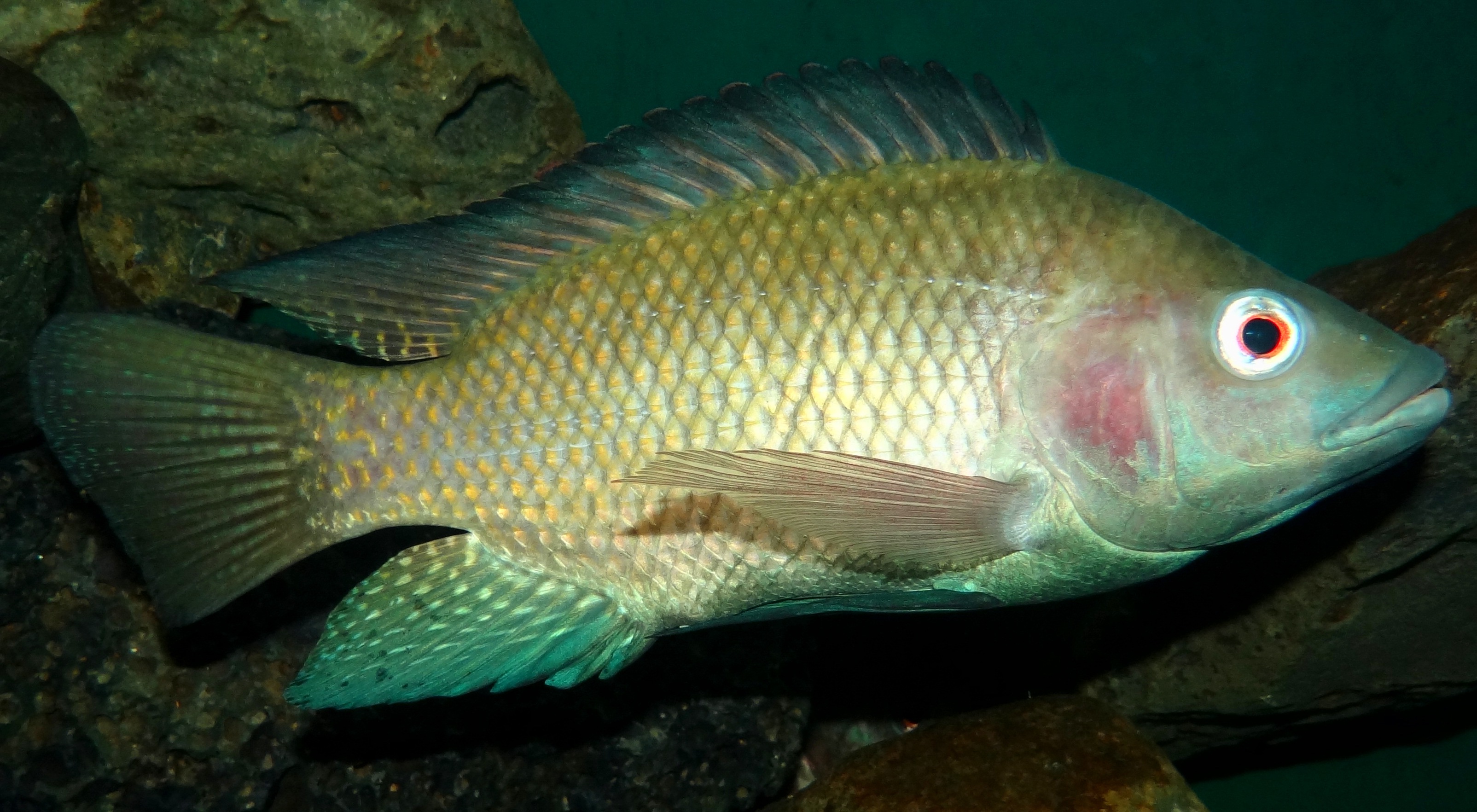 Tilapia fish shown whole with clear body markings