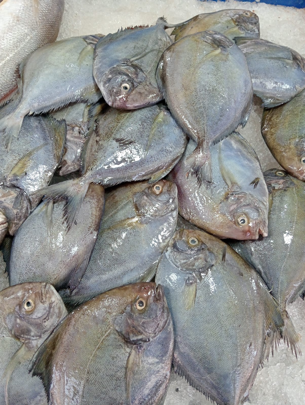 Black pomfret showing its darker color and deeper body profile