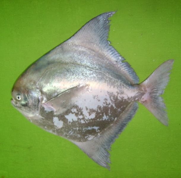 Chinese pomfret specimen useful for identifying body shape and fin quality
