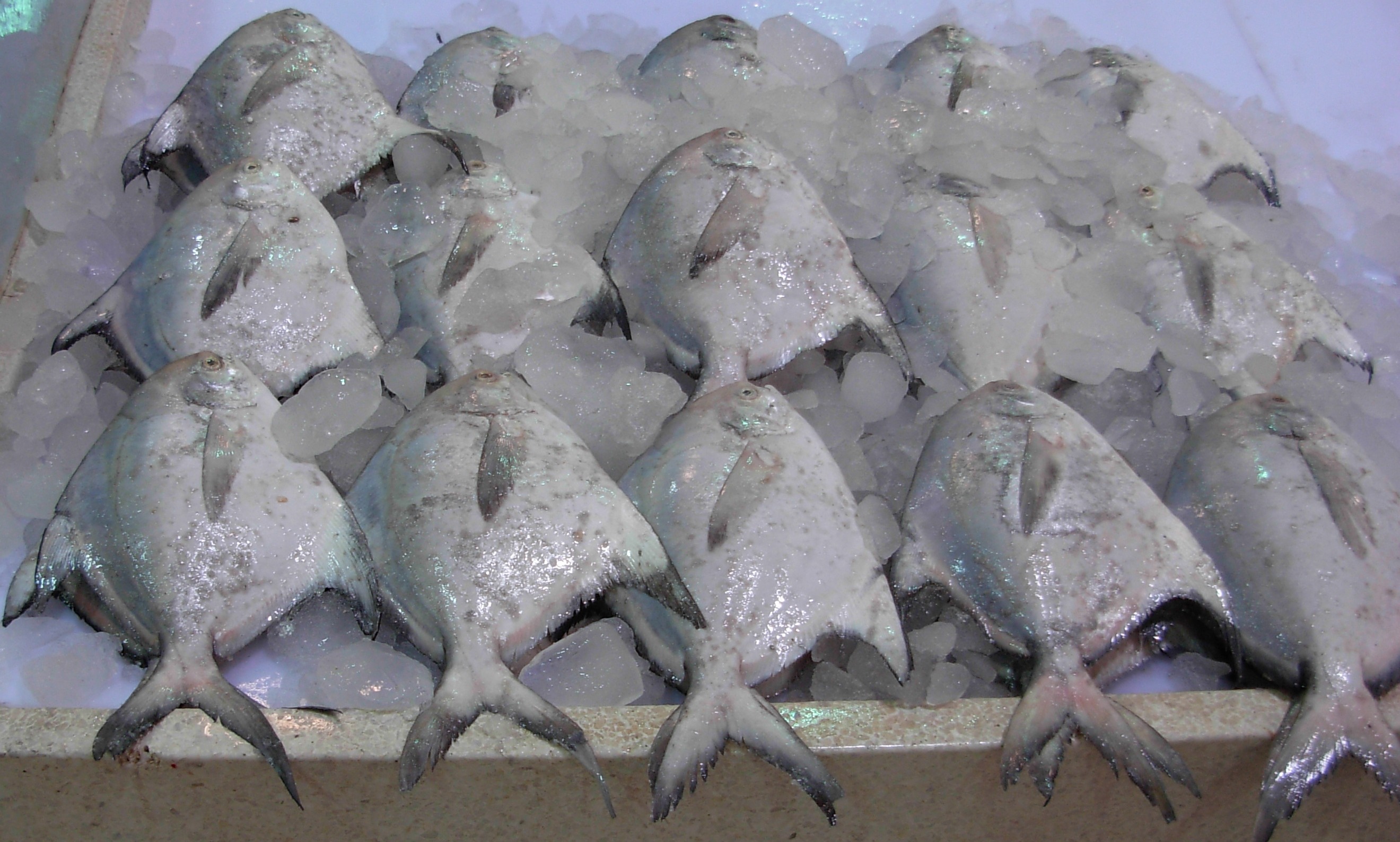 Silver or white pomfret batch showing the flat shiny body shape seafood buyers expect