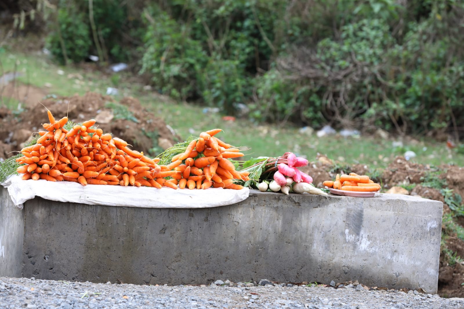 Fresh carrot for export buyers