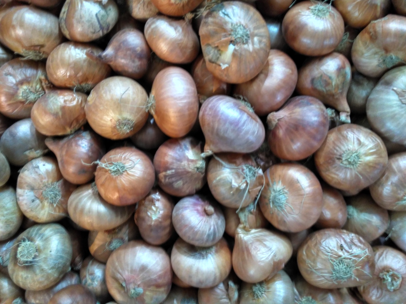 High-quality red onions imported and exported by Tiger Trading Bangladesh