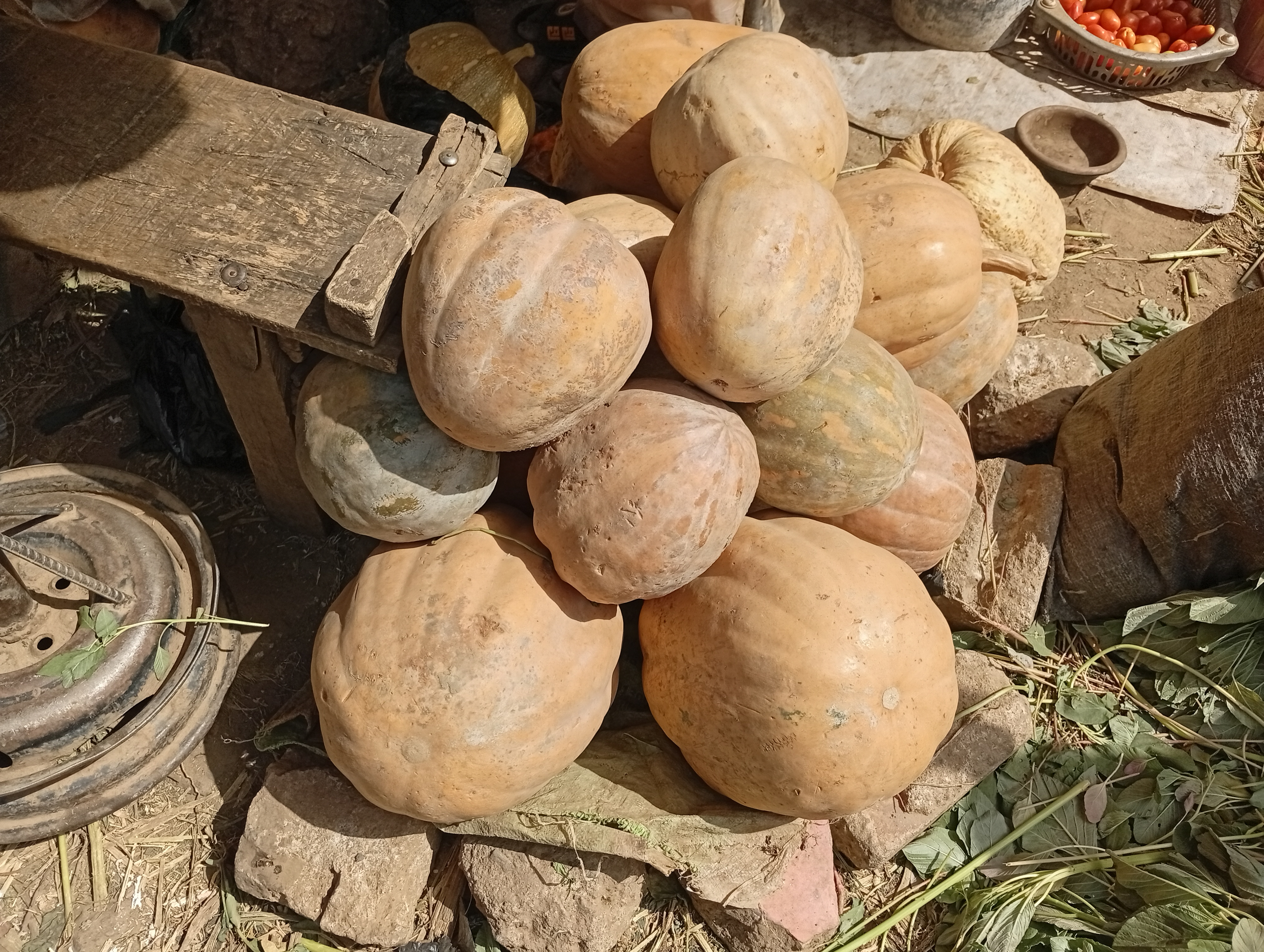 Pumpkin and squash featured in Bangladesh export produce range