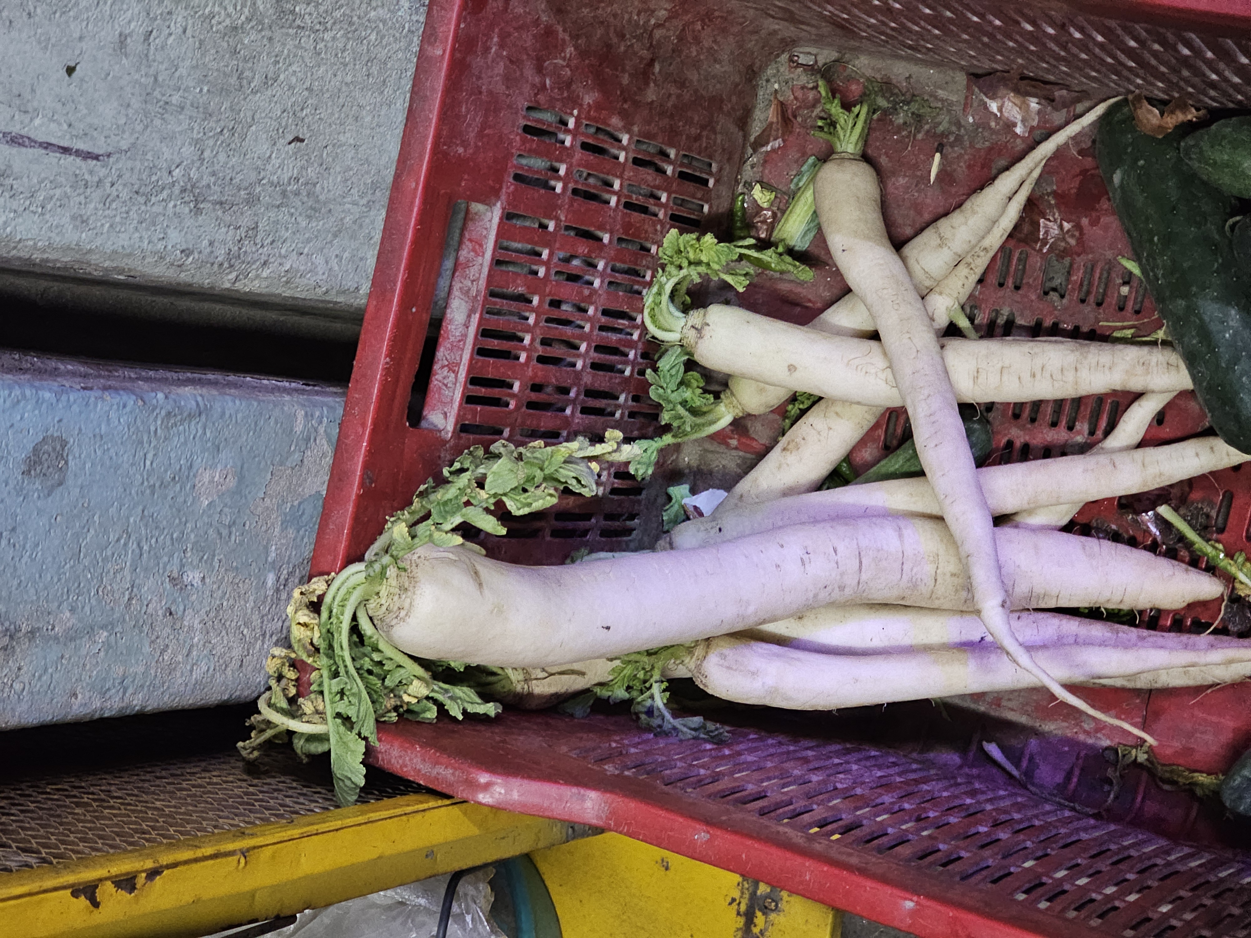 Fresh radish mula prepared for agro export from Bangladesh