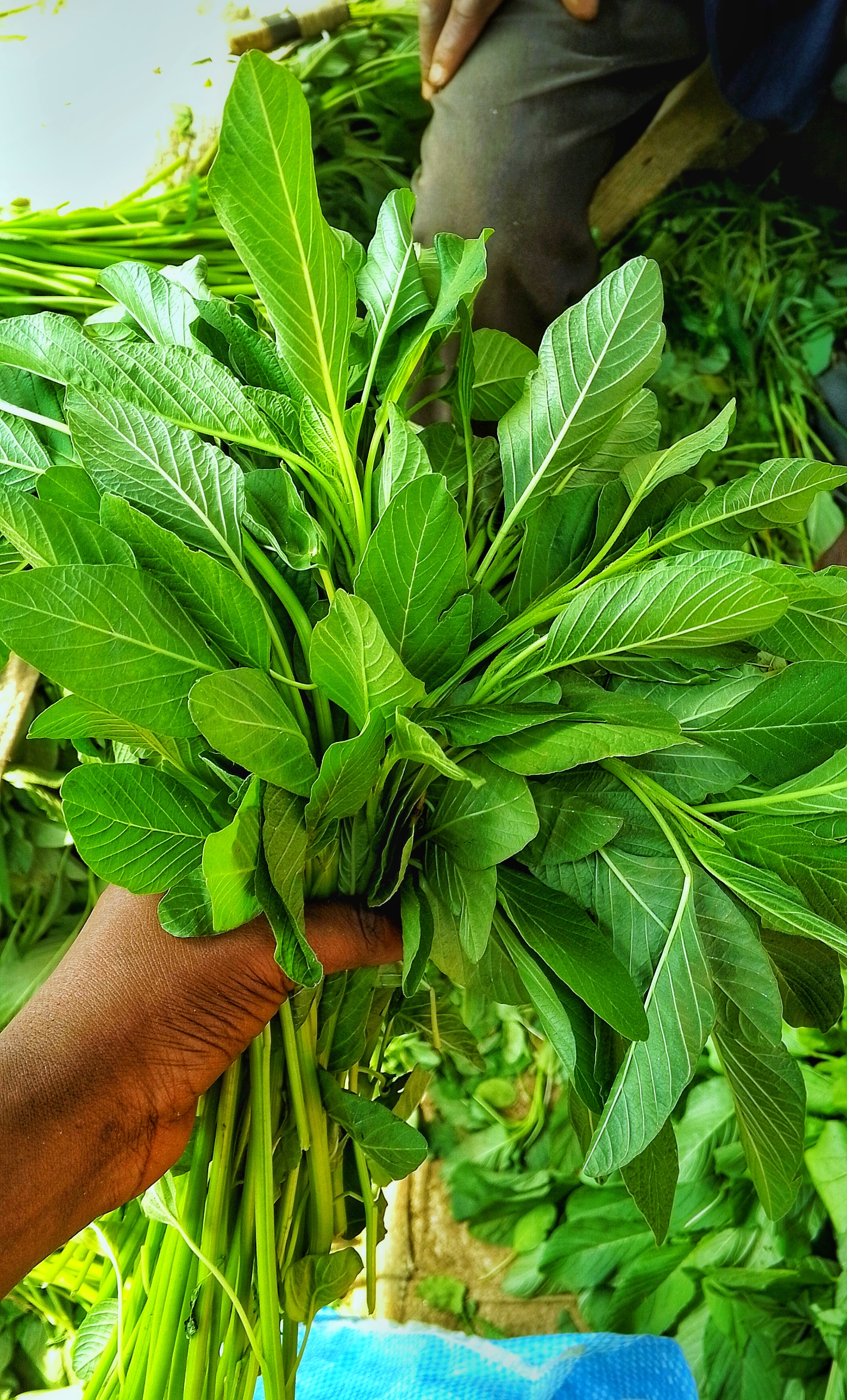Spinach and leafy greens for agro export and wholesale supply